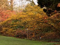 Kalm201401 Hamamelis x intermedia 4877